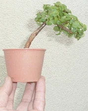 Cork Bark Jade Pre Bonsai Dwarf Mame Portulacaria Flowers