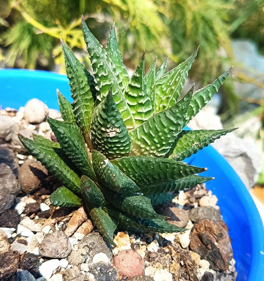 Haworthia Limifolia big cactus cacti succulent live plant free gift - Image 4 of 4