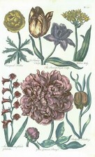 1757 Botanical TROLLIUS TULIP MOLY GLADIOLUS  John Hill Pl 38 (EG12)