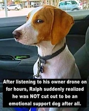 Funny Beagle  refrigerator magnet 3 1/2 x 4  1/2  "