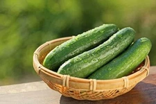 Khira Seeds for Planting Cucumber Hybrid Cucumber For Home Gardening Planting
