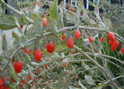 Lycium Barbarum - 250 Seeds - Goji Berry Wolfberry | eBay