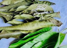 Dried Mango Leaves 100 Leaves in a Pack