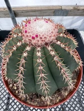 Melocactus conoideus 6” Pot Hard To Find! Large