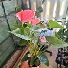 Anthurium pink live plant rare indoor houseplants in 4 inch pot