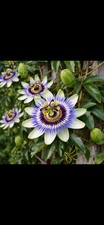 5 Passiflora Passion Flower Plug Plants Hardy Garden Climbing Plants Only £12