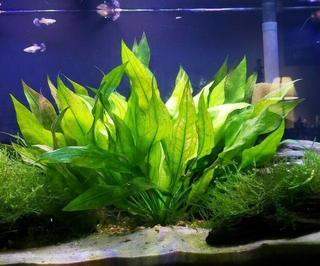 petco aquatic plants