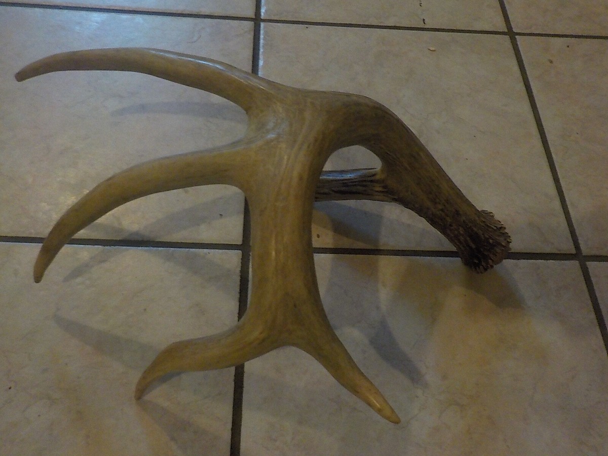 MASSIVE 2.4 LB HAMMER DROP TINE WILD SHED WHITETAIL DEER ANTLER 
