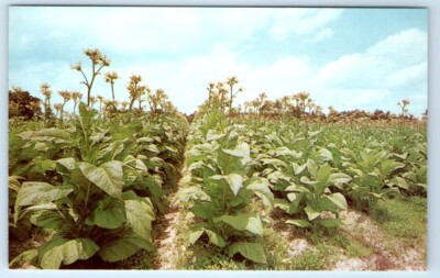 Tobacco Land U.S.A. Postcard