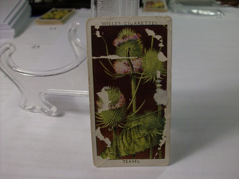 1937 Wills's Wild Flowers (2nd Series) #21 - Teasel   (606)