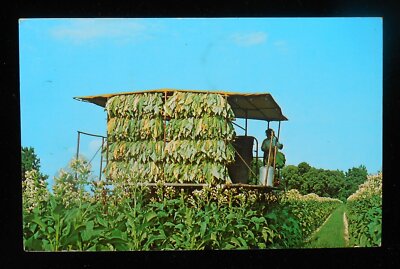 tobacco harvesting machine price 1960s The Modern Method of Harvesting Tobacco Farming Machine with Racks  Farm PC