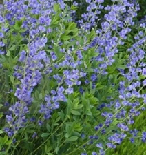 40 + Blue False Indigo / Baptisia australis seeds, organically grown, FREE S/H