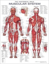 The Anatomical Male Muscular System Anatomical Chart by Anatomical Chart Company