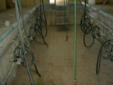 Melkstand mit kompletter Technik