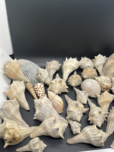 5 Lbs Seashells Conch Banded Tulip Gorgeous Collection | eBay