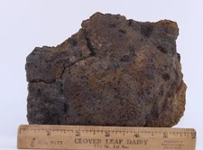 Tyrannosaurus rex T Rex Bone bone piece 6.4" Hell Creek Fm. Montana MT COA 5775