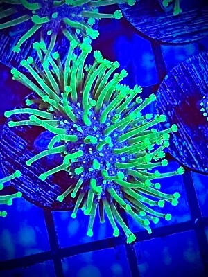 Neon green long polyp toadstool leather 1+ inch Coral King live coral frag