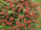 Trumpet Coral Honeysuckle Vine Starter Plant – Lonicera Sempervirens, Attracts Hummingbirds