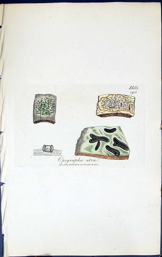 Old Print Opegrapha Atra British Plants Botany 1843 Sowerby Smith Colour 19th
