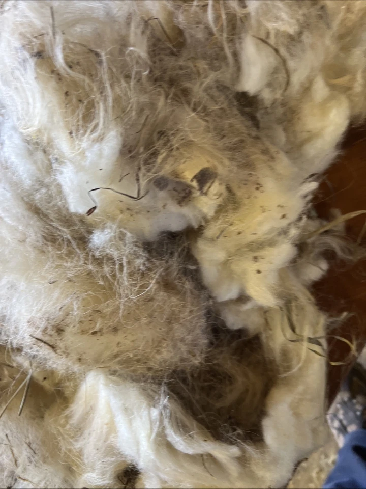 Icelandic fleece Really NICE, Raw unwashed, unskirted, 1.8  lbs - Image 4 of 4