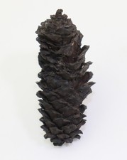 Zapfen, Pinus leitzi, Tertiär, Pliozän, Tagebau Fortuna, Bergheim, BRD -N339