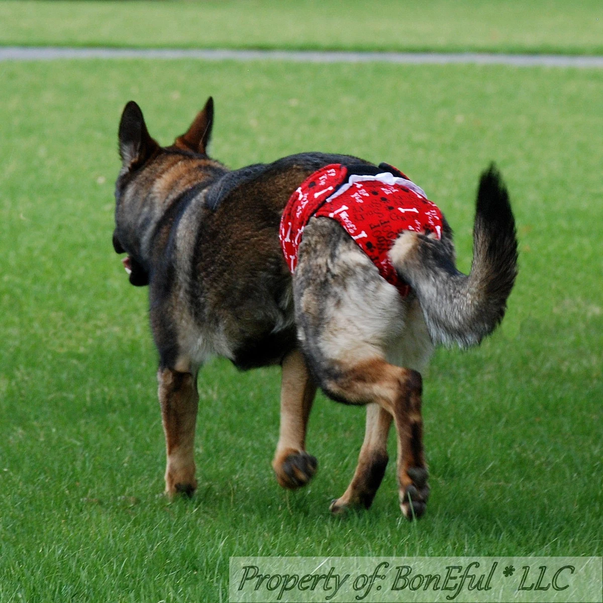 German hotsell shepherd diapers