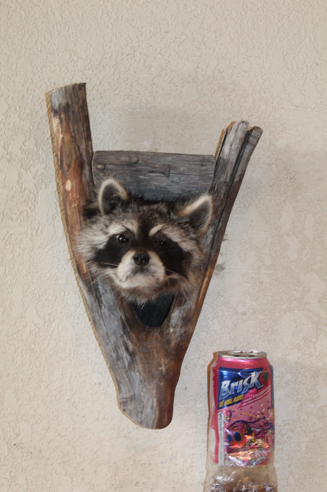 New Raccoon Mount Taxidermy Whitetail Deer Log Cabin Antler Decor Mule Novelty 