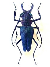 Psalidognathus for collectors | rare Psalidognathus beetles