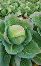 2,000 Brunswick Cabbage Seeds  Danish Ballhead Vegetable NON-GMO (2,000 seeds)