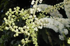 250 Black Cohosh Seeds - Cimicifuga racemosa - Non-GMO Medicinal Plant