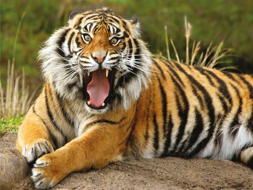 Royal Bengal Tiger 5mm thick Plastic Poster Ready to Hang 60x45cm - Picture 2 of 3