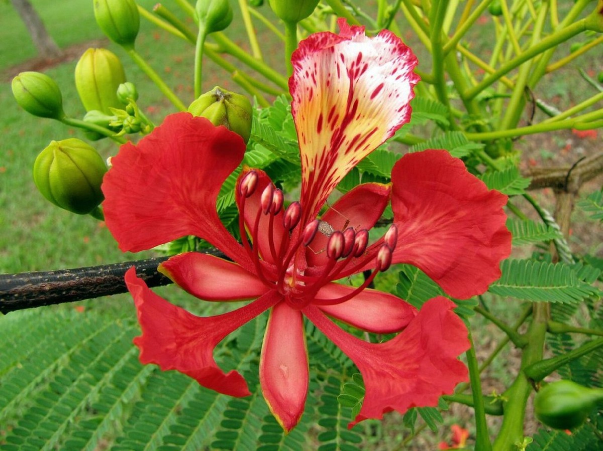 Red Flame Tree {Delonix regia} Bonsai Favorite | 10 seeds Free Shipping! |  eBay