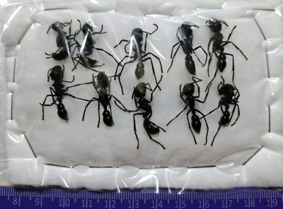 REAL BULLET ANT SPECIMENT PARAPONERA CLAVATA SIZE 19-24MM ATALAYA-PERU LOT OF 50