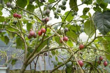 8 Seeds Solanum Betacea Red Tropical Tree Tomato Very RARE Overstock Price