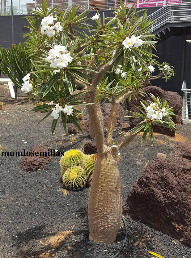 Magascar palm pachypodium lamerei 10 seeds - seeds