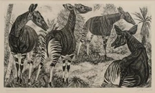 Eduard Wiiralt – Okaapid– Wildlife Etching Art Print (1939)