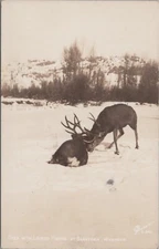 RPPC Deer With Locked Antlers Snow Saratoga Wyoming Sanborn photo postcard GP7