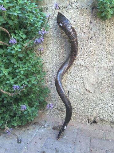 Yemenite Kudu Horn Jewish Shofar Half Polished Natural 40 - 42 Inch XXL + GIFT - Picture 3 of 13