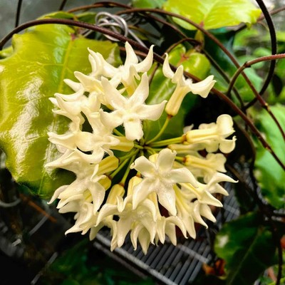 Real Pict Hoya Versteegii Sp Papua Rare Plant