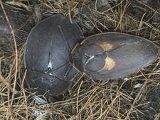 Roach Black Beetle Mimic Ergaula pilosa 10ct Babies