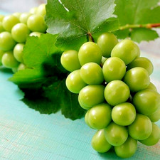 1000+ Semillas de uva moscatel brillante (Vitis vinifera) para plantar