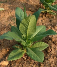 1000 Criollo 98 Tobacco Seeds ~ Nicotiana Tabacum ~ Great for cigars