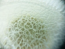 Microworm READY to use  Culture live food for fish fry, 3.25 Onz Container