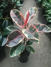 Ruby Rubber Tree-Ficus elastics-SMALL ROOTED STARTER Plant-Pink Variegated Leaf