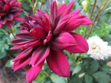 Choice Homegrown Waterlily Dahlia Tuber Bulb Pink White Multi Lahaina Love etc