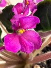 Hunter’s Wanna See My Stinger, African Violet Plant, Wasp, Bustles, Semimini  !! — photo 2