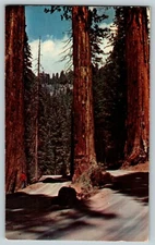 Postcard Two Roads on Generals Highway Sequoia National Park California 