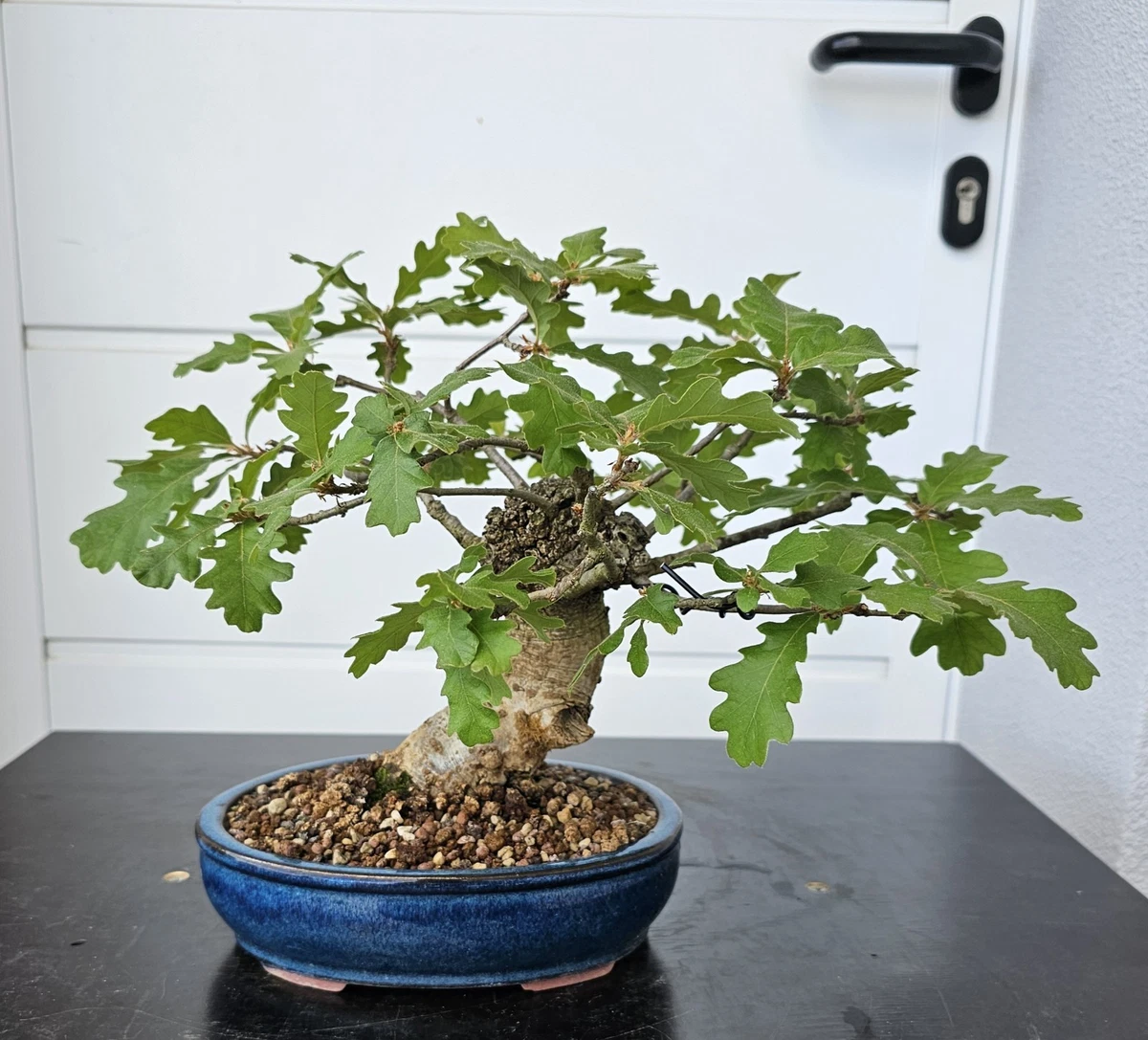 canada bonsai Abbott's Pygmy Canadian Hemlock main image 0