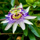 Passiflora Edulis (Passionflower) 50 seeds