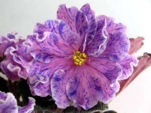 African Violet PT-Natali Big Starter in Buds STD